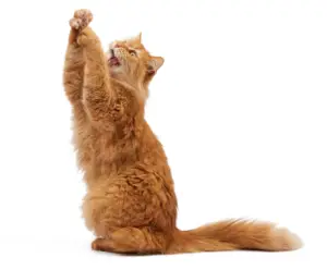 Cat food near me. Pet supply gourmet cat food las vegas.