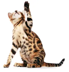 Cat supplies las vegas. Premium cat food near me. Pet supply gourmet cat food.