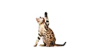 Cat supplies las vegas