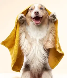 DIY Dog Wash Las Vegas. Pet store with Do it yourself dog wash. Las Vegas pet supply.