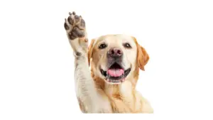 dog supplies las vegas. premium dog food