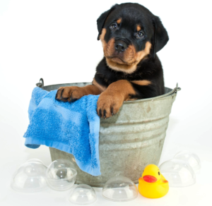 Dog Grooming las vegas. dog groomer near me. professional dog groomer las vegas pet groomer.