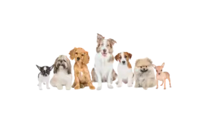 Dog food las vegas pet supplies. pet supply plus near me.