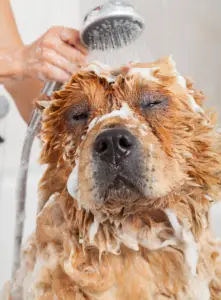 Dog grooming near me. Dog grooming Las Vegas. Pet store with Dog grooming near me.