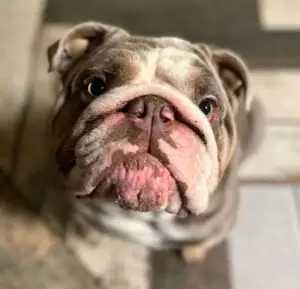 Gourmet dog food. Dog food near me