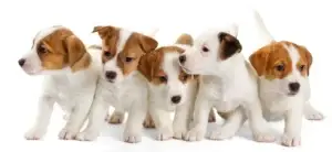 Puppy food near me. Pet store puppy food las vegas.