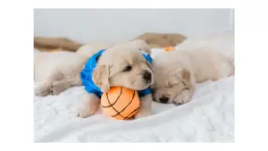 Dog wash near me. Wash your own dog. Pet store with DIY dog baths las vegas pet supply.