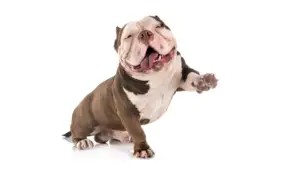 premium dog food las vegas. dog supplies near me