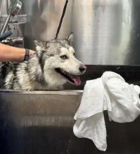 Dog wash in las vegas. Do it yourself dog bath.